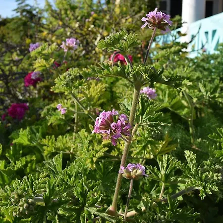 Caviri ガリッサス